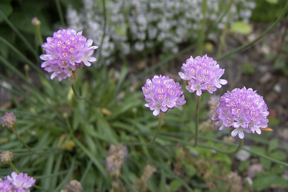 Armeria Maritima